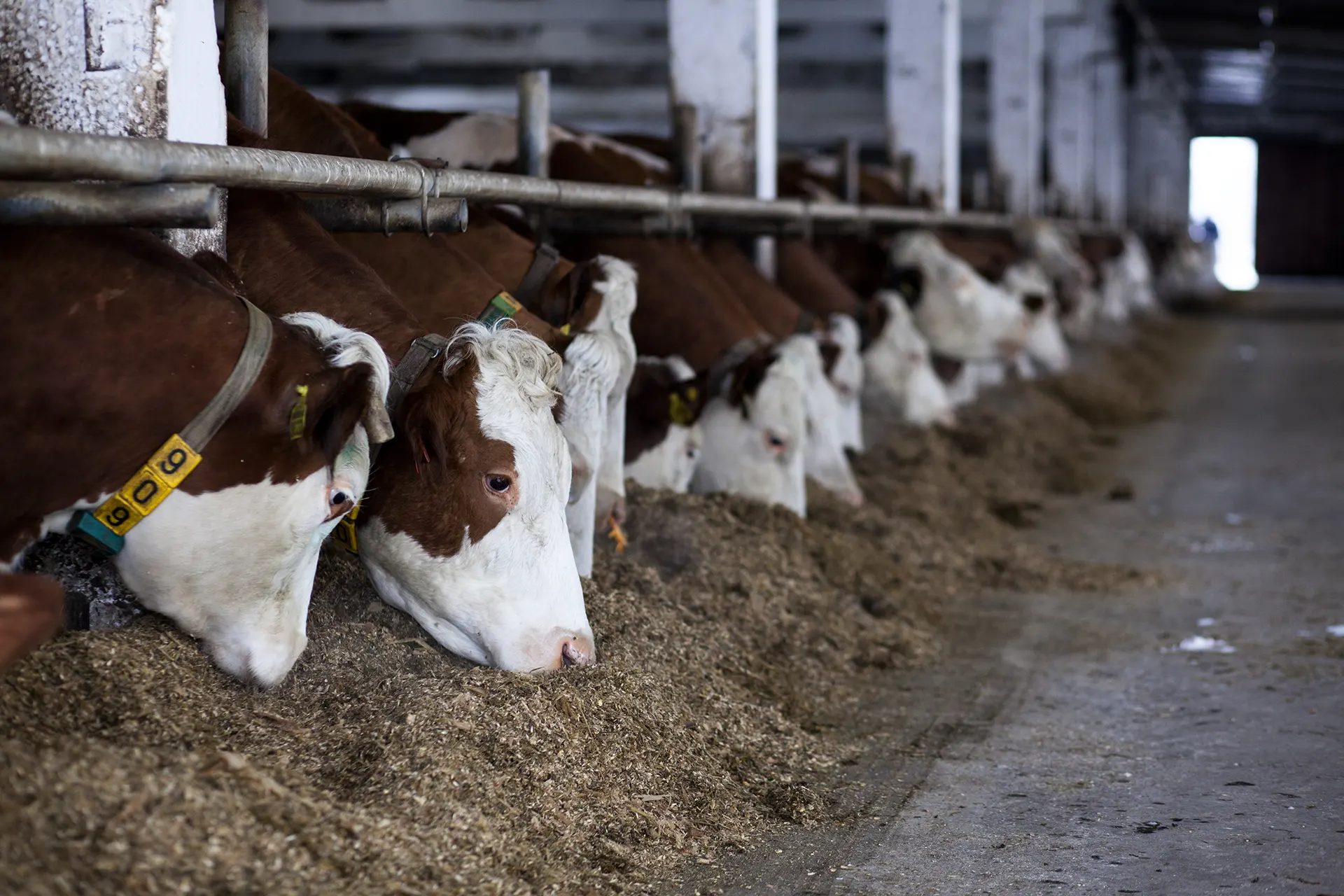 cow feeding, producing organic milk